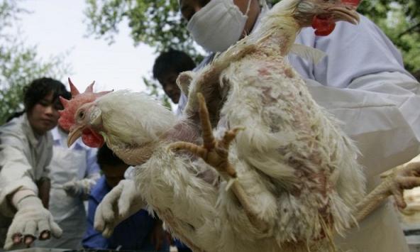 Dịch tả lợn châu Phi hoành hành, giá thịt gà tăng đột biến ở Trung Quốc