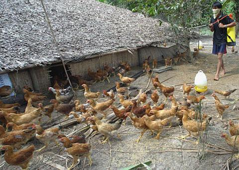 Tiêu hủy hơn 10.000 con gà mắc cúm A/H5N6 tại Bà Rịa-Vũng Tàu