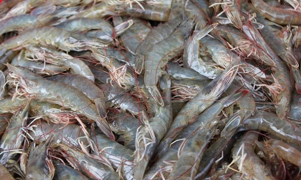 Giá thực phẩm ngày 14/7: Tôm thẻ 180.000 đồng/kg