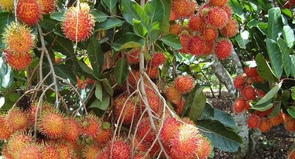 Giá thực phẩm ngày 19/7: Đang rộ mùa nên chôm chôm có giá rẻ