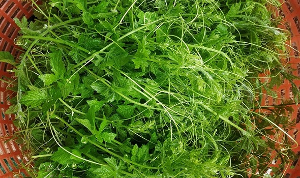 Giá thực phẩm ngày 22/7: Thực phẩm quê giá cao được lòng người thành thị