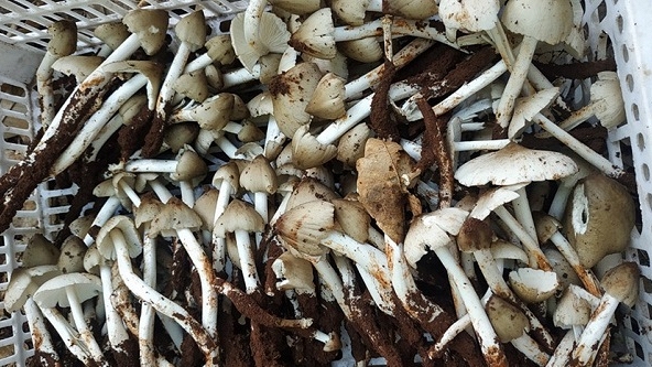 Giá thực phẩm ngày 23/7: Nấm mối giá cao