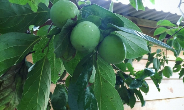 Giá hồng trứng Đà Lạt đầu mùa tăng cao đến 30.000 đồng/kg

