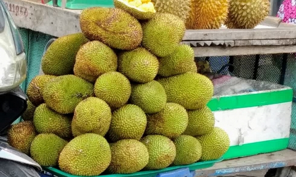 Mít tố nữ xuất xứ Bến Tre đắt hơn Đồng Nai 5.000 - 10.000 đồng/kg