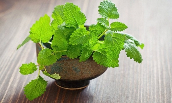 Gợi ý những loại cây trồng trong nhà có nhiều lợi ích không ngờ