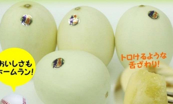 Dưa lê Nhật giá 600.000 đồng/kg có gì đặc biệt?
