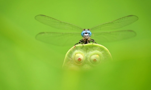 Bộ ảnh về côn trùng chiến thắng cuộc thi ảnh chụp Macro Art 2019