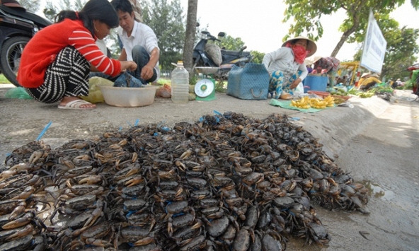 Cua đồng khan hiếm, giá thành cao tại các chợ miền Tây do lũ về muộn