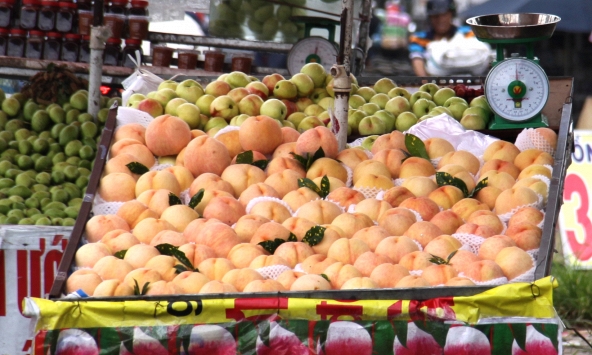 Đào tiên Sa Pa được bày bán khắp đường phố Sài Gòn