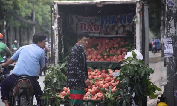 Đào tiên Tây Tạng 'khổng lồ' giá 50.000 đồng/quả thu hút người Sài Gòn