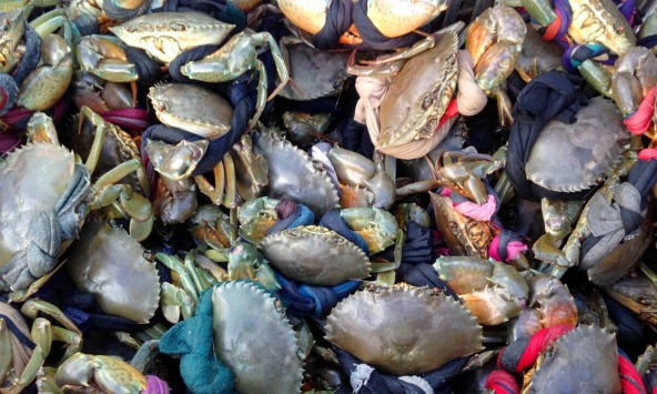 Giá cua biển tăng mạnh từ 10.000 - 50.000 đồng/kg