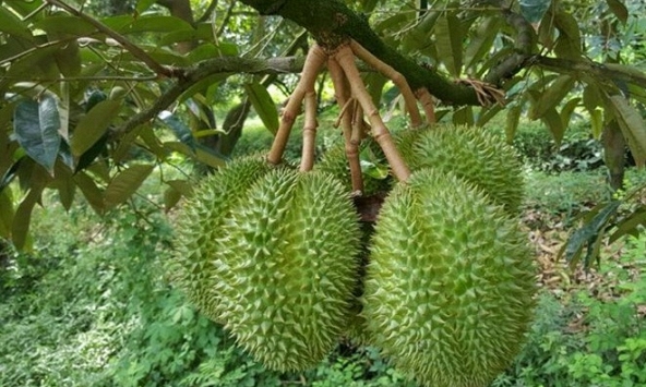 Giá thực phẩm ngày 12/7: Xoài, mít giảm giá, sầu riêng ổn định