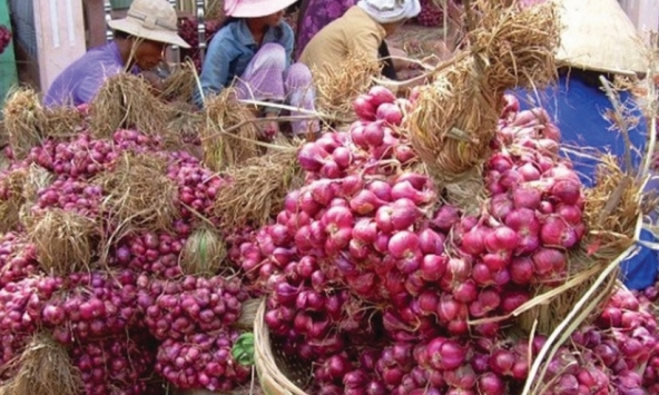 Hành tím Ninh Thuận được mùa được giá
