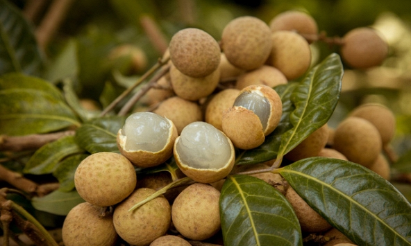 Nhãn tươi Việt nam có cơ hội xuất vào thị trường Úc