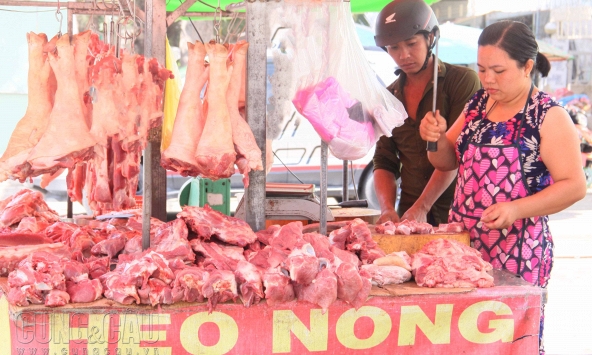 Sức tiêu thụ ổn định, giá thịt heo giữ nguyên