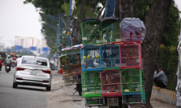 Cá vàng, chim sẻ để phóng sinh vào Rằm tháng 7 tăng giá 