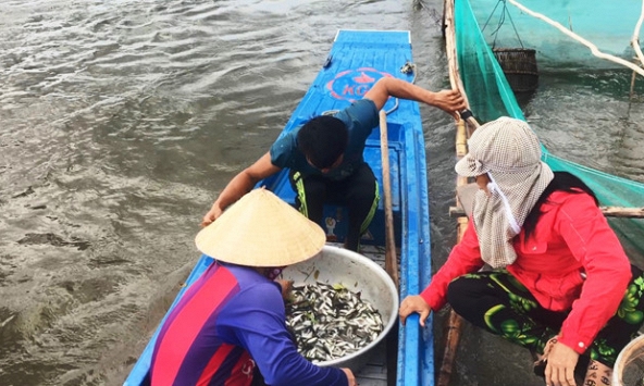 Lũ về muộn: Cá linh khan hiếm, lợp cua ế hàng vì không ai mua