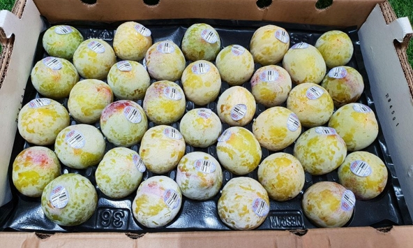 Mận khủng long Mỹ có giá gần nửa triệu một trái, nhiều chị em rủ nhau mua về giảm cân