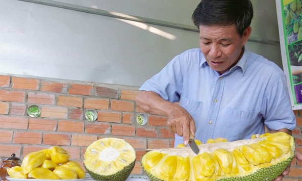 Bất ngờ với giống mít tạo ra quả 50kg ở Bến Tre