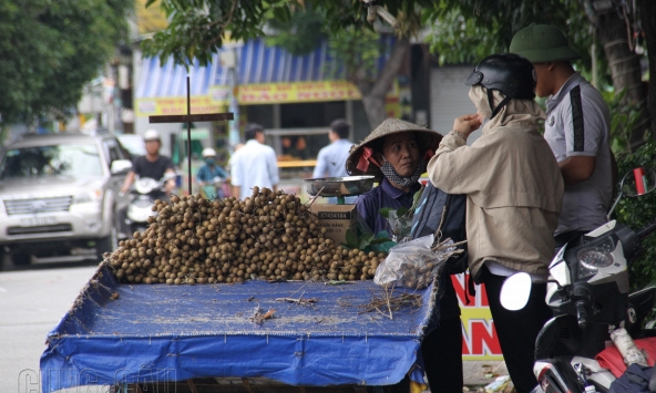 Dù chưa vào mùa, nhãn lồng Hưng Yên vẫn rẻ bất ngờ ở Sài Gòn 