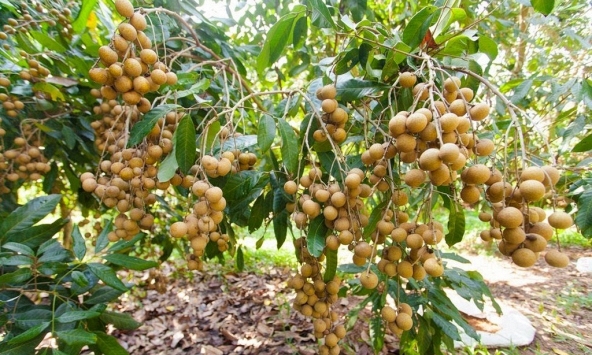 Nhãn đạt mức giá cao nhưng nhà vườn Hưng Yên thất thu nặng