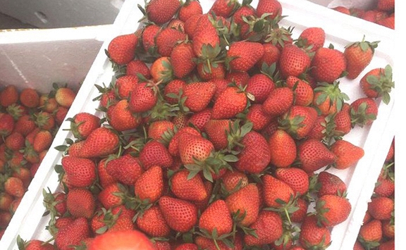 Nhiều loại trái cây Trung Quốc nhập về Việt Nam bán rẻ như cho