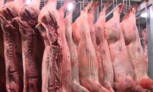 Giá thịt heo sỉ tiếp tục giảm