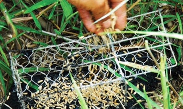 Vấp bẫy chuột bằng điện của hàng xóm, một người phụ nữ tử vong