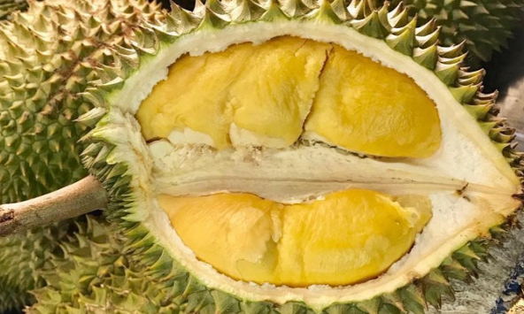 Sầu riêng vào cuối mùa, giá bắt đầu chững lại