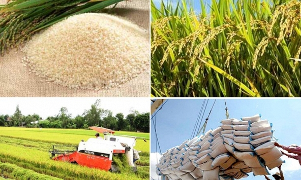 Xuất khẩu gạo Thái Lan, Việt Nam dự kiến hưởng lợi vì giá hỗ trợ tối thiểu của Ấn Độ
