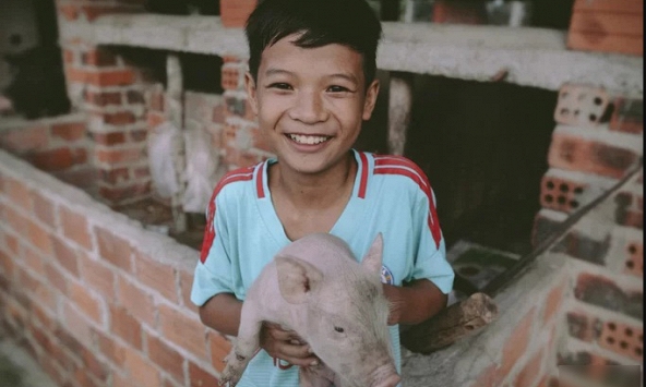 Cậu bé mồ côi 12 tuổi tự nuôi heo kiếm tiền đi học