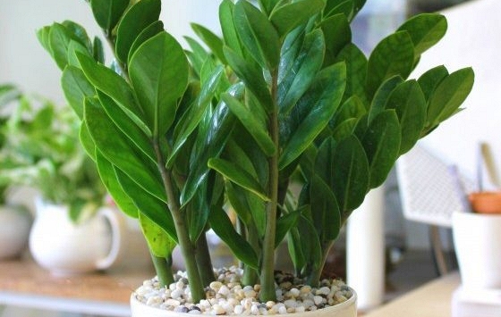 15 loại cây phong thủy mang đến tài lộc, thịnh vượng cho gia chủ