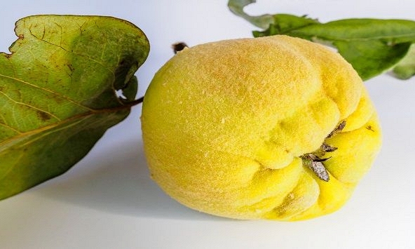 Điều trị viêm loét dạ dày, trào ngược axit hiệu quả bằng quả mộc qua
