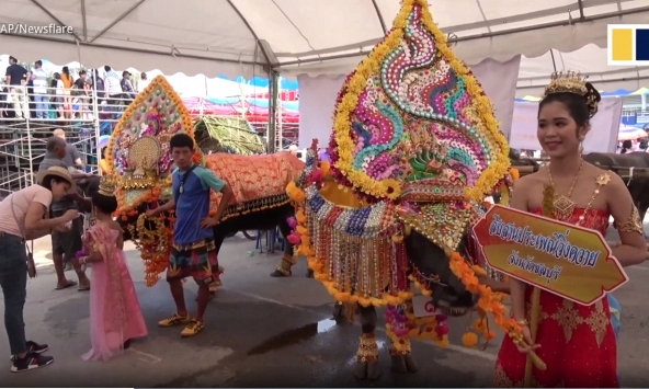 Độc đáo cuộc thi 'Hoa hậu trâu' tại Thái Lan