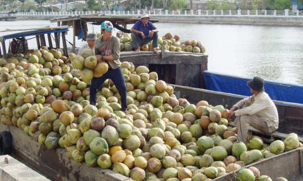 Giá dừa khô Trà Vinh tăng giá lên 80.000 đồng/chục