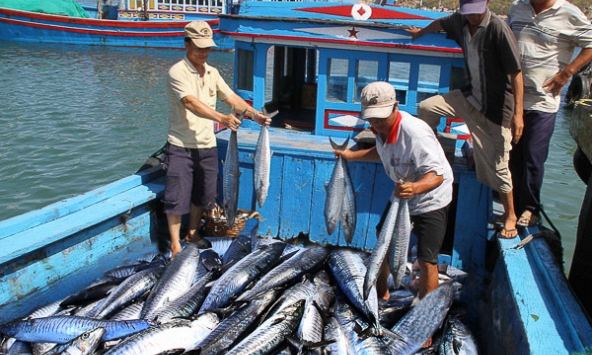 Mất thị trường EU, thủy sản Việt Nam sẽ gặp khó ở thị trường khác