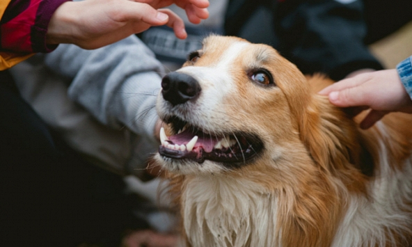 Các bệnh truyền nhiễm nguy hiểm ẩn chứa trong nước bọt của chó, mèo