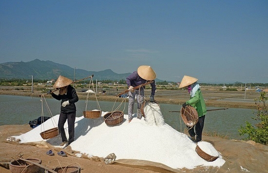 Muối được mùa nhưng... mất giá