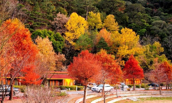 Ngắm sắc đỏ vào thu tuyệt đẹp ở Đài Loan