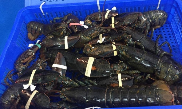 Thực hư tôm hùm Alaska giá 170.000 đồng/kg