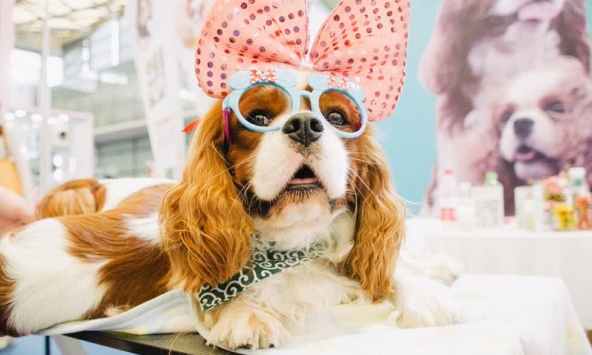 Trung Quốc chi tiêu 29 tỷ USD cho thú cưng, khi tỷ lệ sinh chạm đáy 60 năm