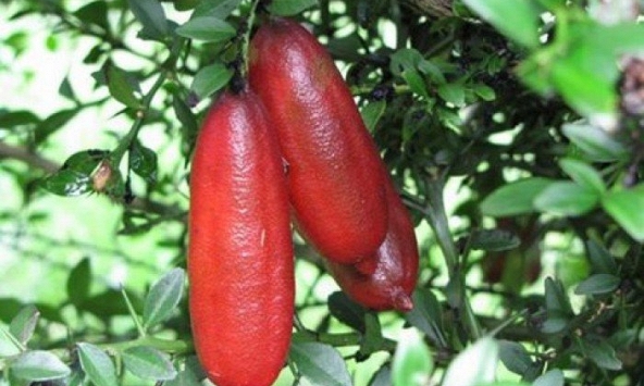 Chanh ngón tay giá 2 triệu đồng/kg có gì đặc biệt?