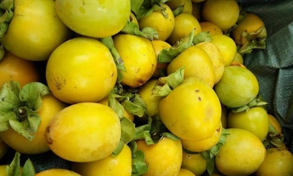 Hồng giòn cuối mùa giảm còn 25.000 đồng/kg

