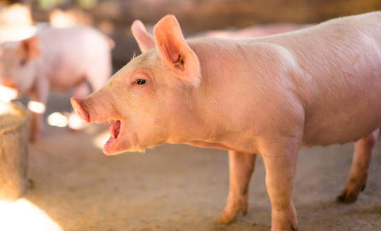 Người tiêu dùng Trung Quốc điêu đứng vì giá thịt heo tăng gần 160%