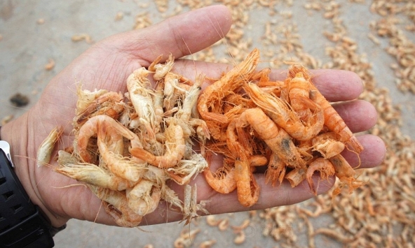 Phân biệt tôm khô tự nhiên và tôm khô hóa chất