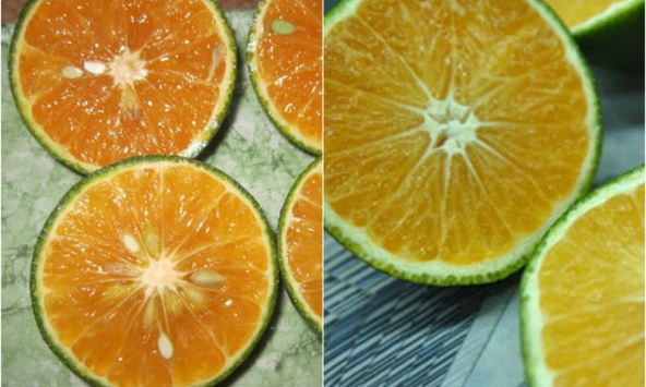 4 tuyệt chiêu phân biệt cam Việt Nam và Trung Quốc