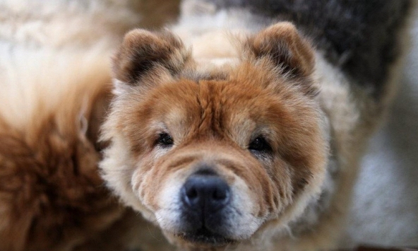 Người Hàn Quốc đổ xô mua thuốc tẩy giun cho chó để trị ung thư