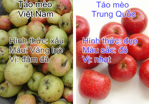 Cách phân biệt táo mèo ta và Trung Quốc