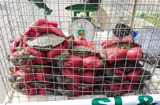 Cách chọn mua cua Cà Mau ngon đúng điệu