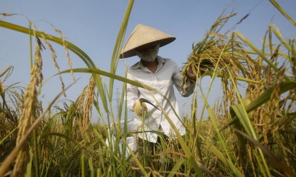 Cơ hội xuất khẩu gạo sang Hàn Quốc